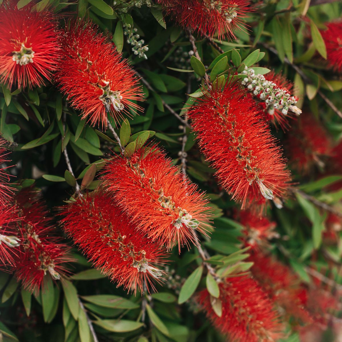 Calistemo — Callistemon citrinus