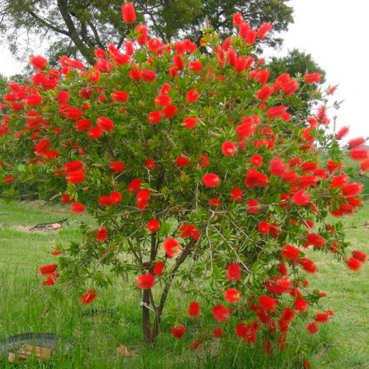 Calistemo — Callistemon citrinus 2