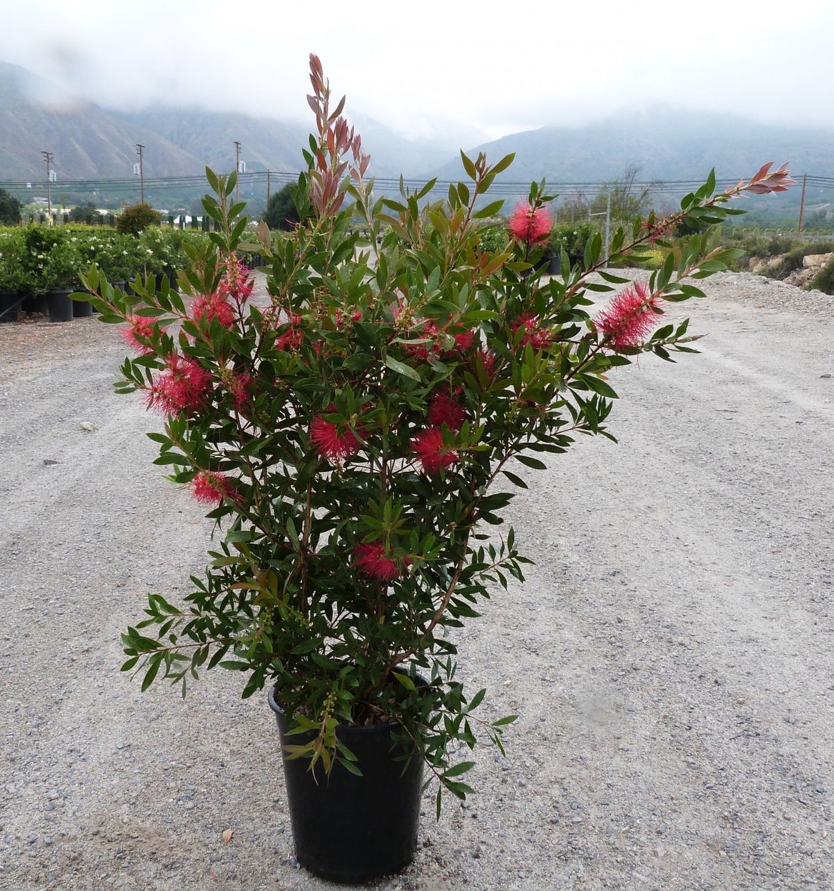 Calistemo — Callistemon citrinus 4
