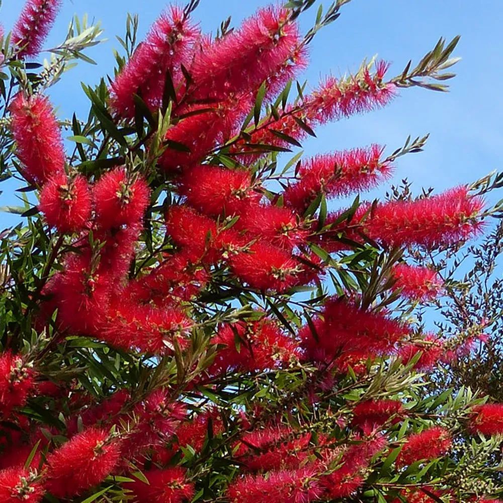 Calistemo — Callistemon citrinus 3