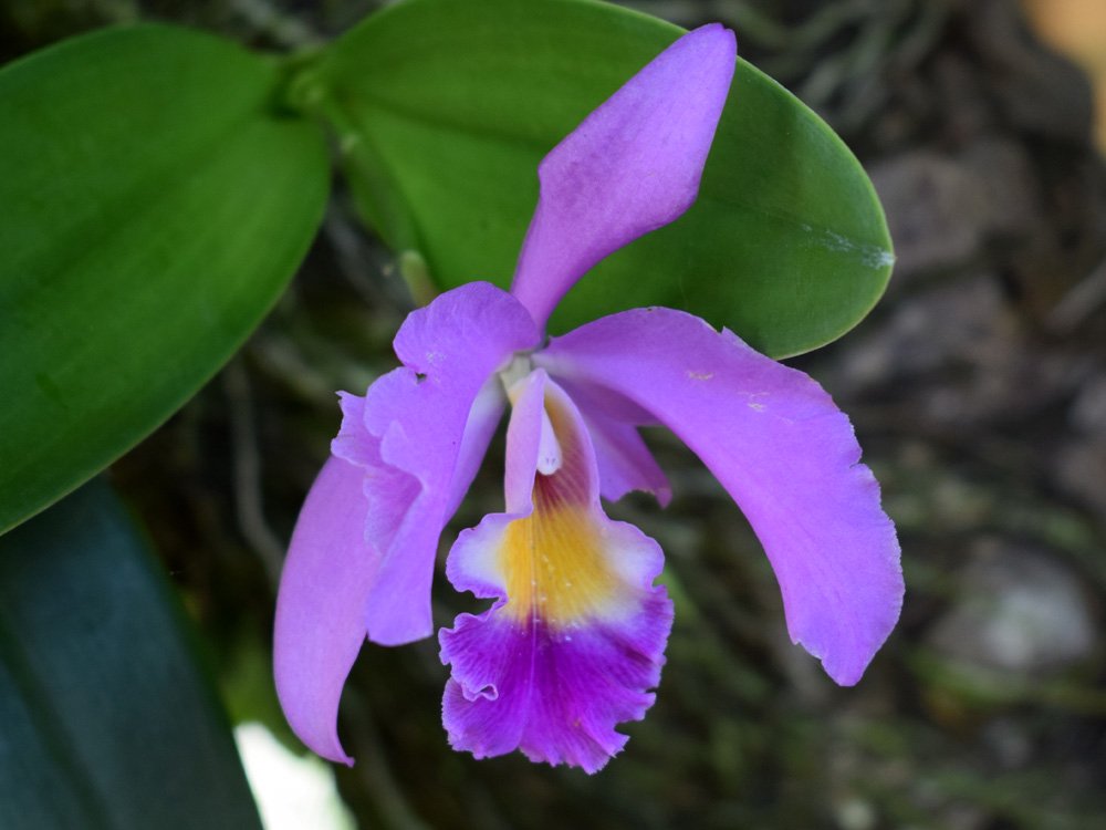 ORQUIDEA CATTLEYA 6