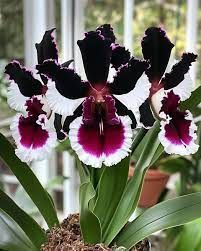 Orquídea Cattleya — Cattleya spp. 2
