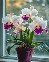 Orquídea Cattleya — Cattleya spp. 3