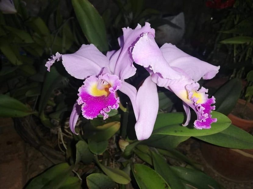 Orquídea Cattleya — Cattleya spp. 4