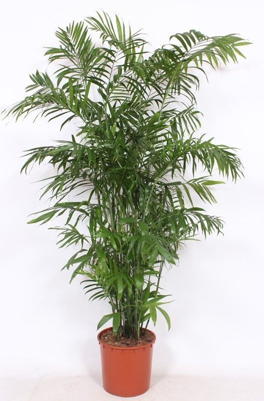 Palma Bambú — Chamaedorea seifrizii 2