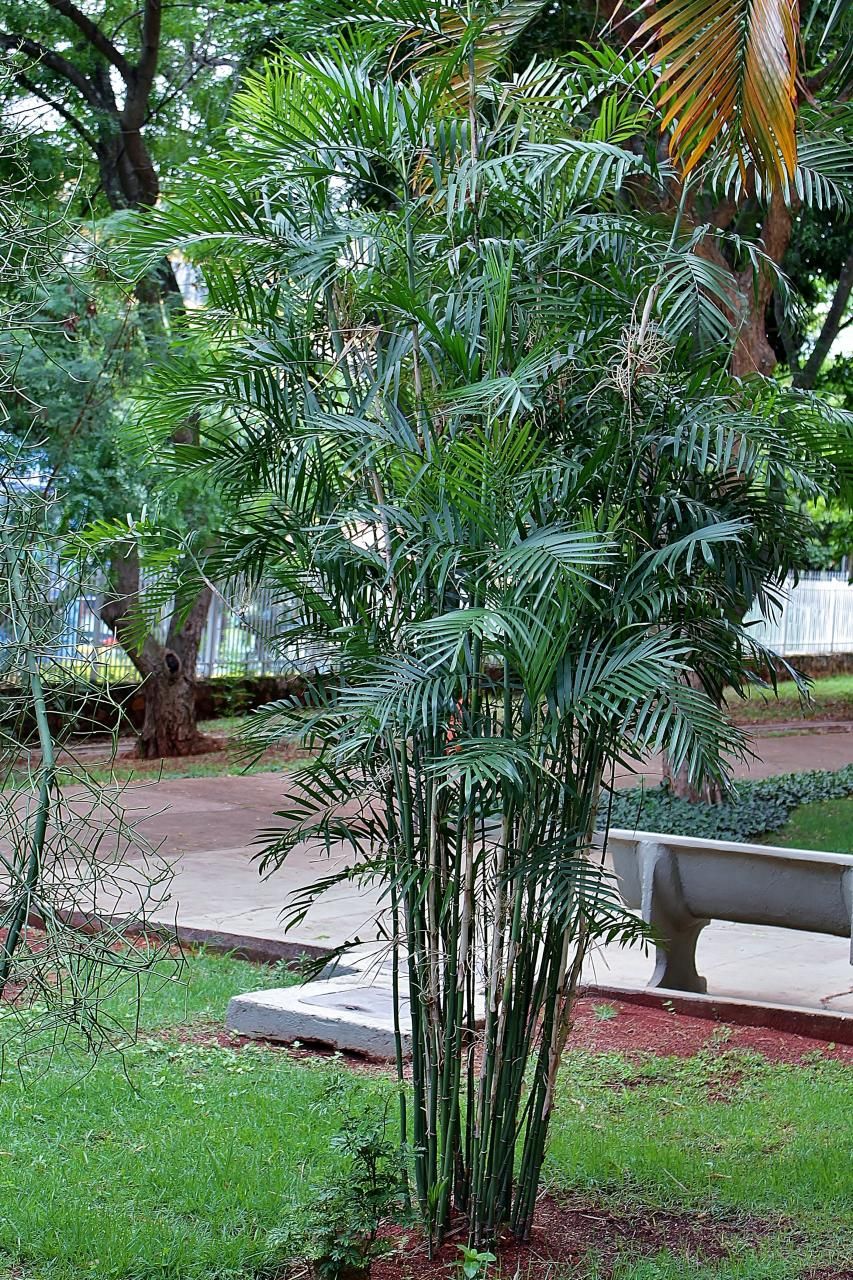 Palma Bambú — Chamaedorea seifrizii
