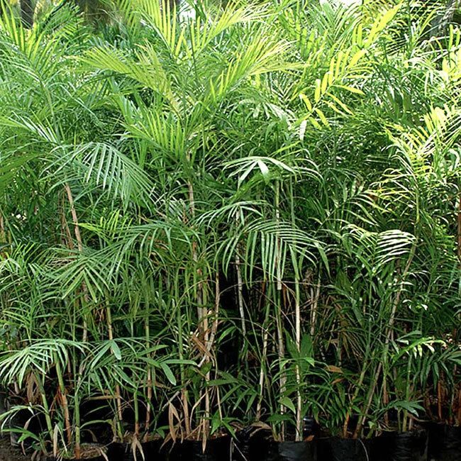 Palma Bambú — Chamaedorea seifrizii 3
