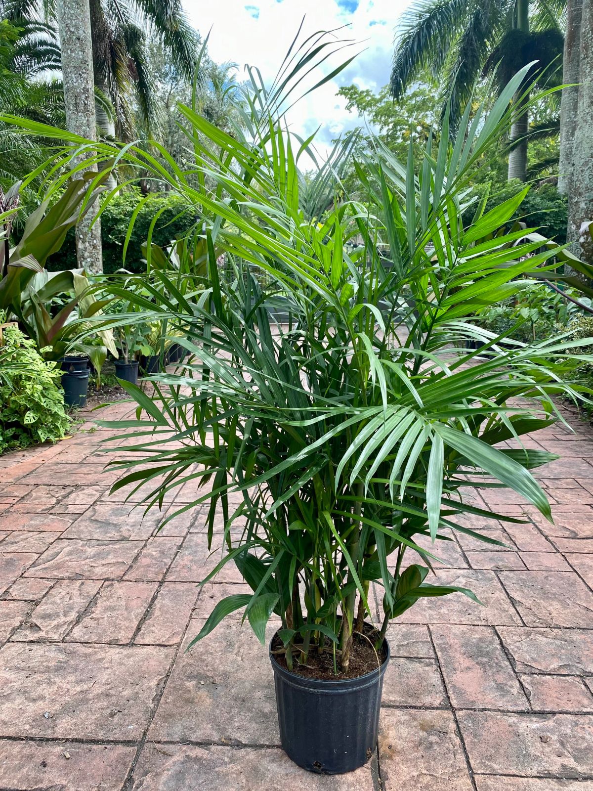 Palma Bambú — Chamaedorea seifrizii 4