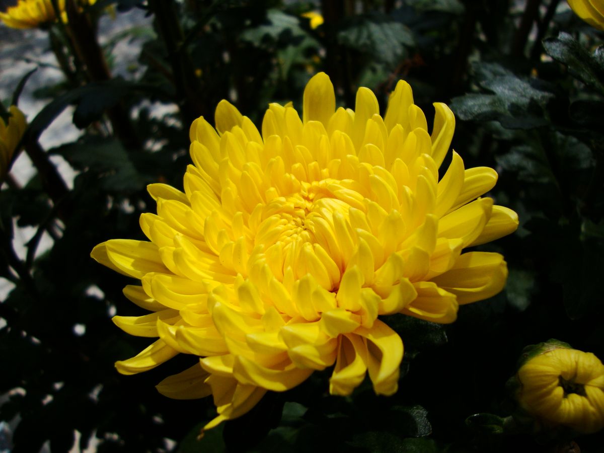 Crisantemo — Chrysanthemum morifolium