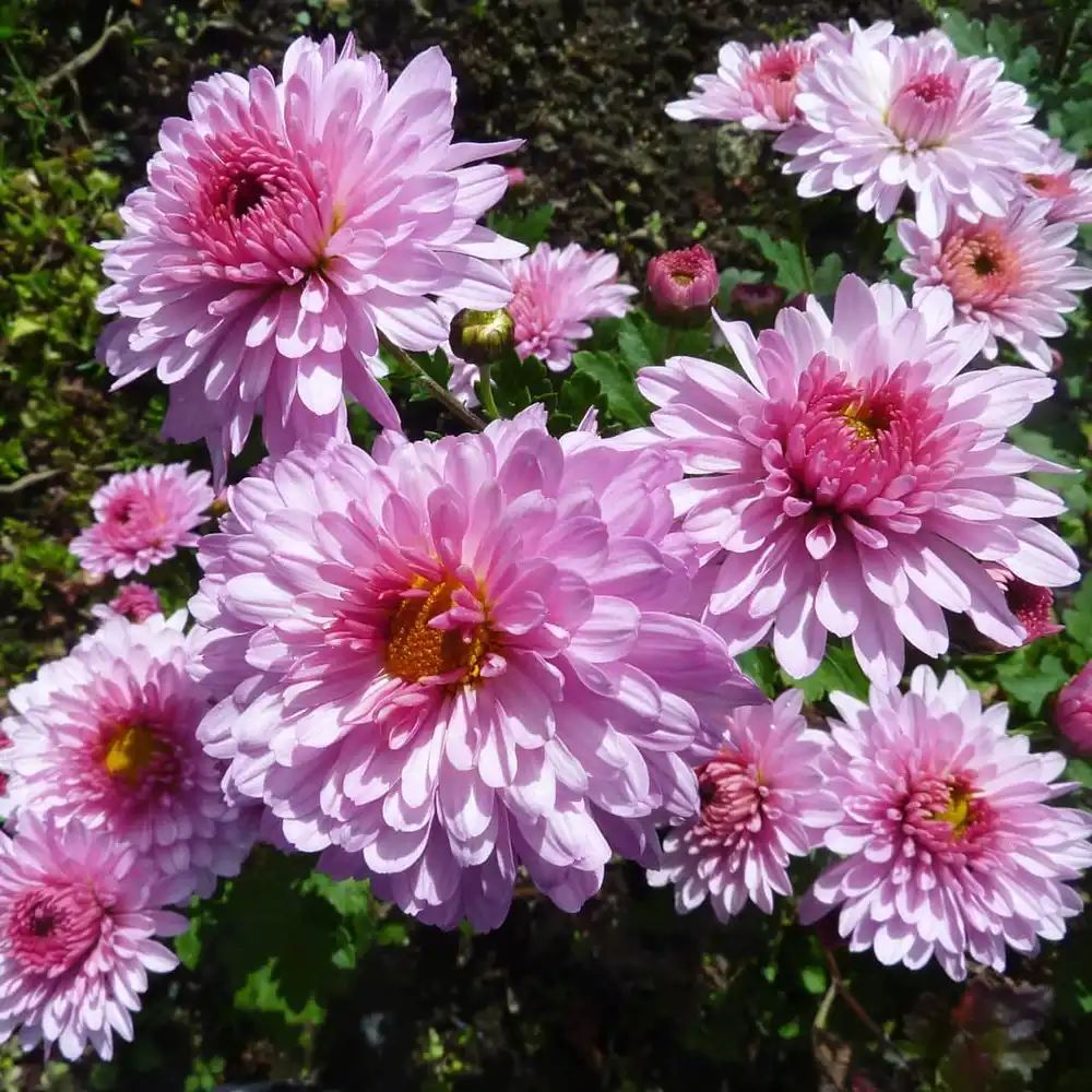 Crisantemo — Chrysanthemum morifolium 2