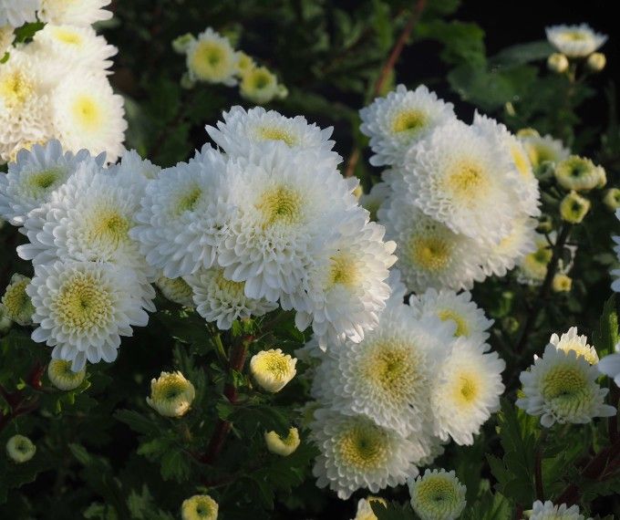 Crisantemo — Chrysanthemum morifolium 3