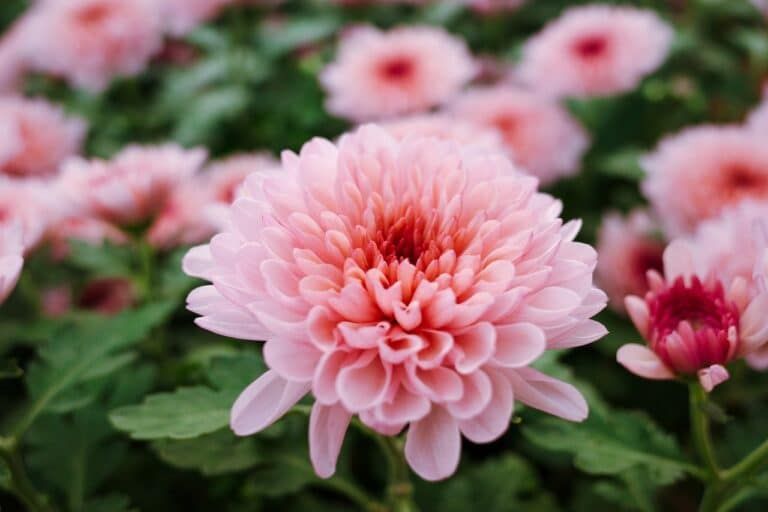 Crisantemo — Chrysanthemum morifolium 4