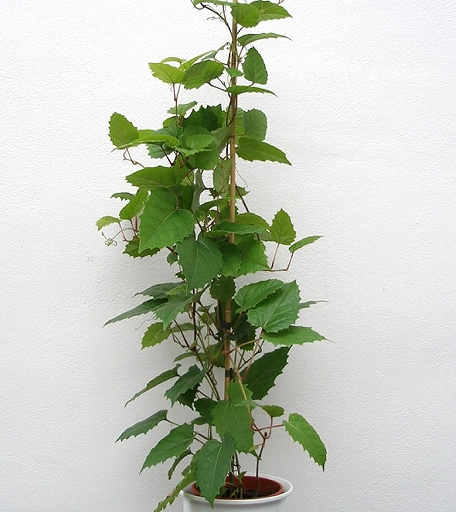 Cisus antártico — Cissus antarctica