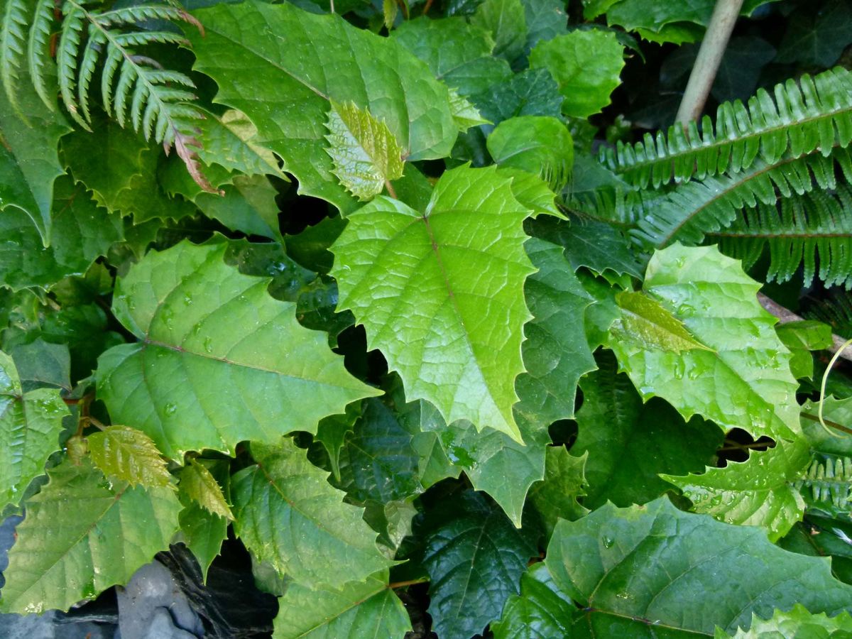 Cisus antártico — Cissus antarctica 3