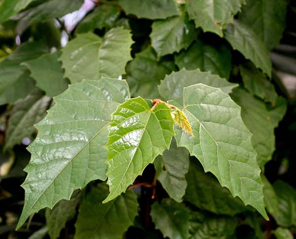 Cisus antártico — Cissus antarctica 2