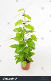 Cisus antártico — Cissus antarctica 4