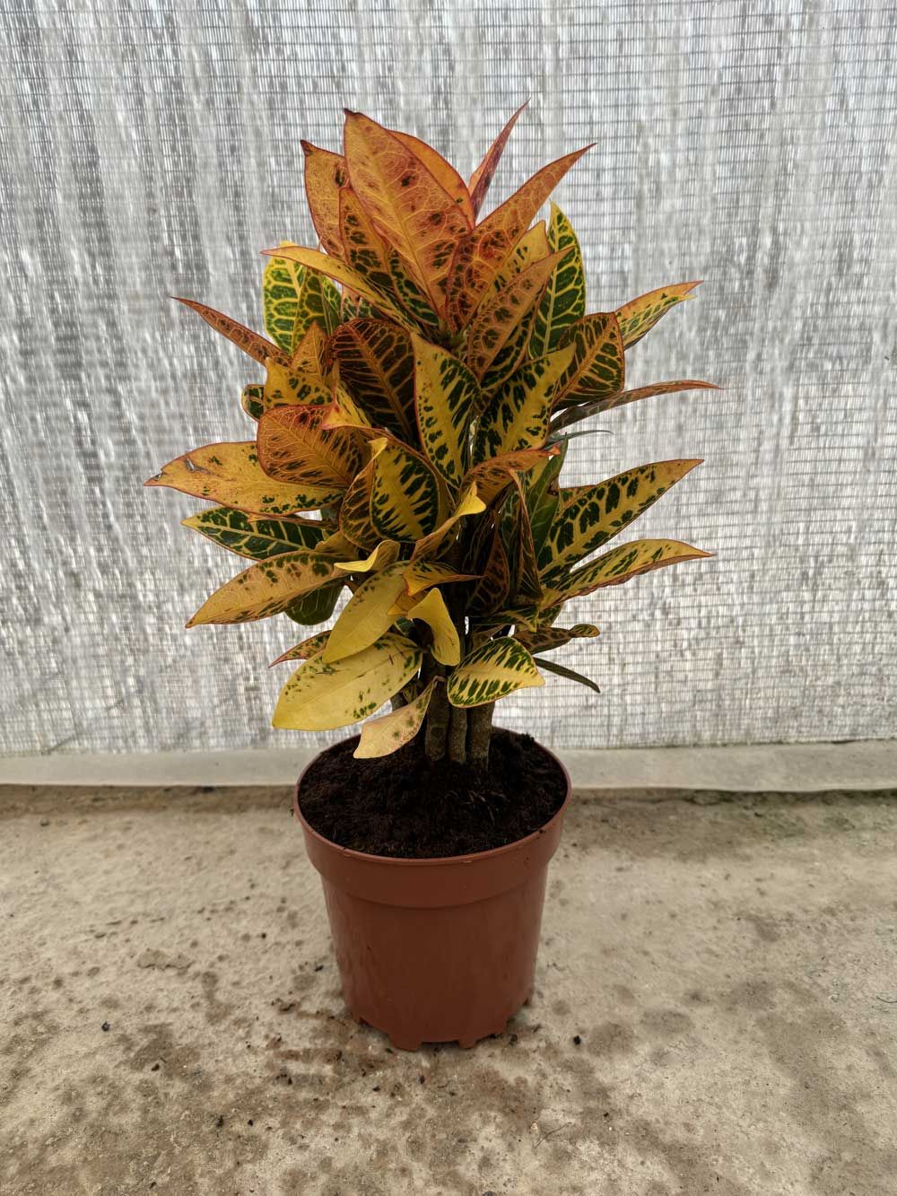 Croto Petra — Codiaeum variegatum 'Petra' 2