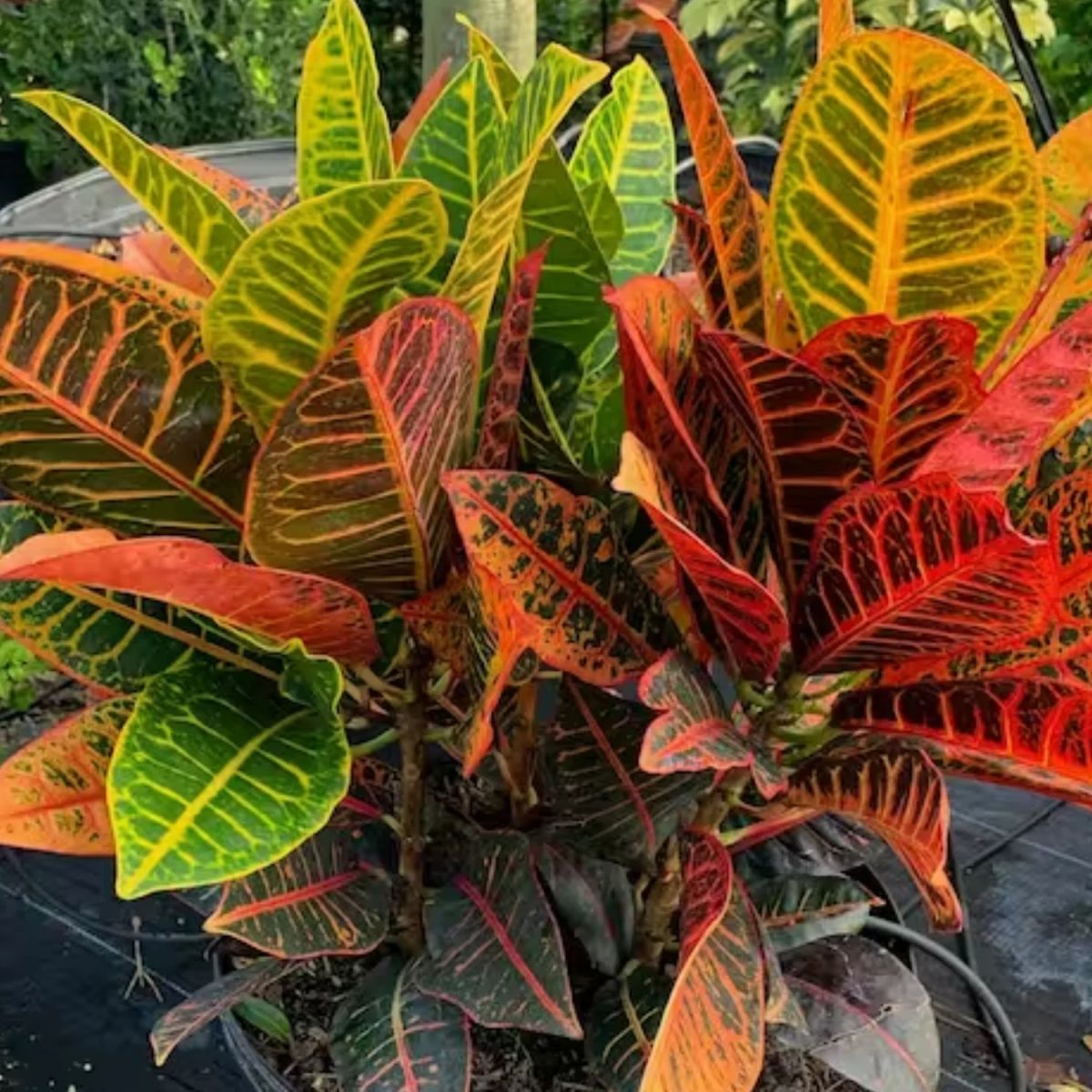 Croto Petra — Codiaeum variegatum 'Petra' 4