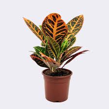 Croto Petra — Codiaeum variegatum 'Petra' 3