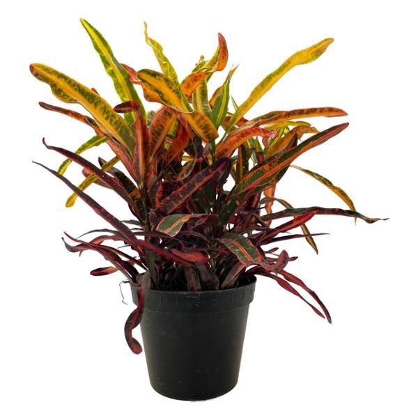Croto cola de gallo — Codiaeum variegatum 'Rooster's Tail' 2