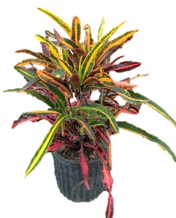 Croto cola de gallo — Codiaeum variegatum 'Rooster's Tail' 3