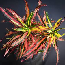 Croto cola de gallo — Codiaeum variegatum 'Rooster's Tail' 4