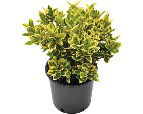 Evónimo — Euonymus japonicus 2