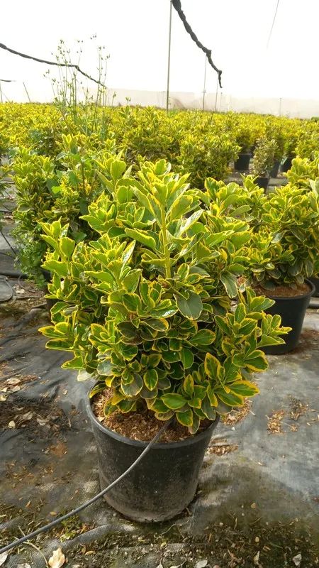 Evónimo — Euonymus japonicus 3