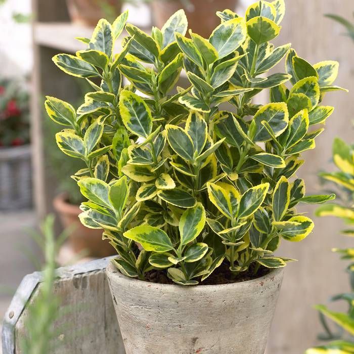Evónimo — Euonymus japonicus 4