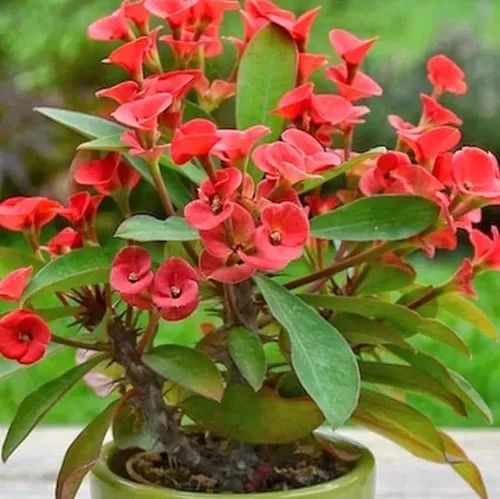 Corona de Cristo — Euphorbia milii