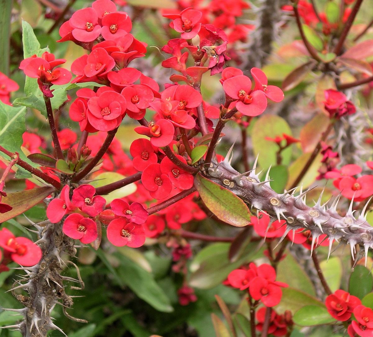 Corona de Cristo — Euphorbia milii 3