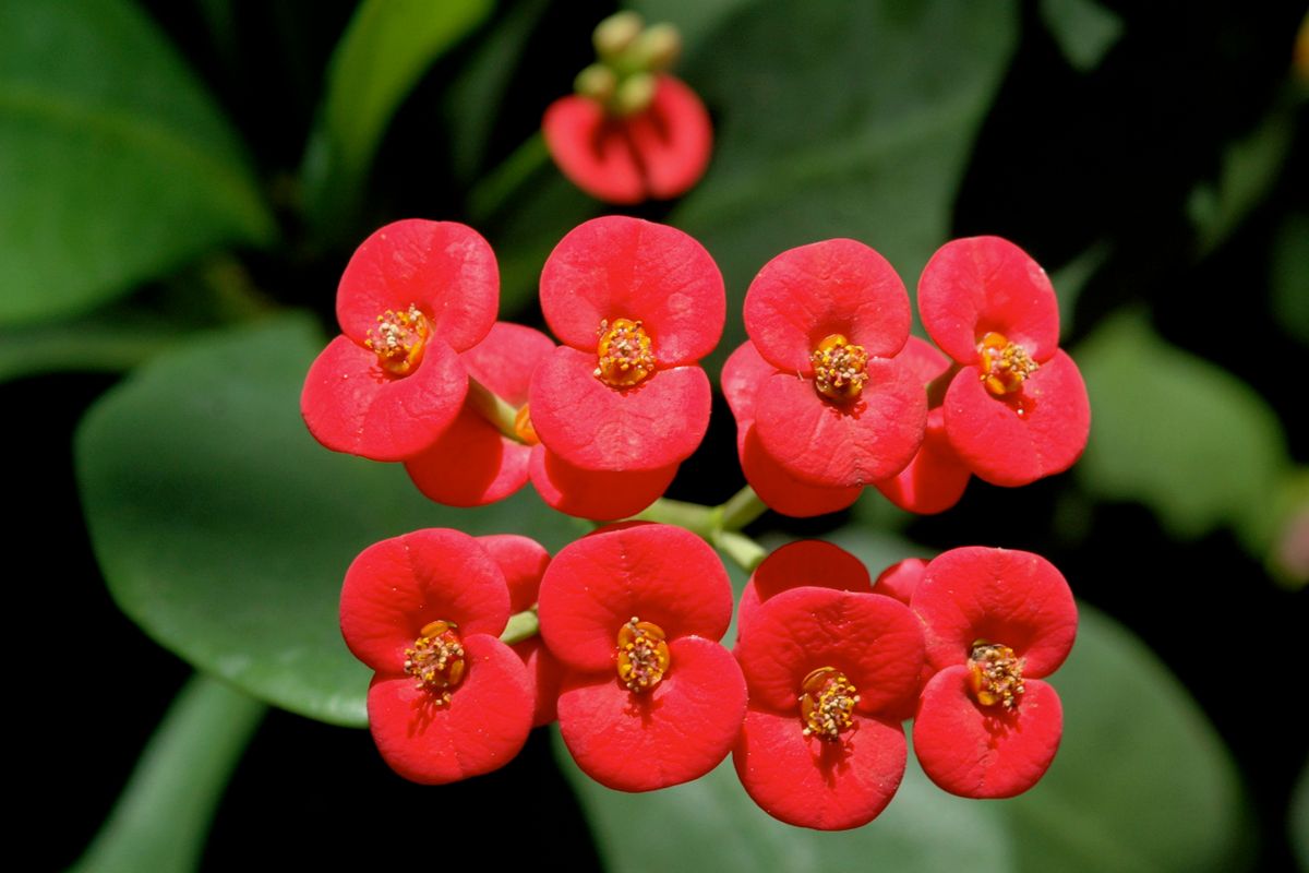 Corona de Cristo — Euphorbia milii 2