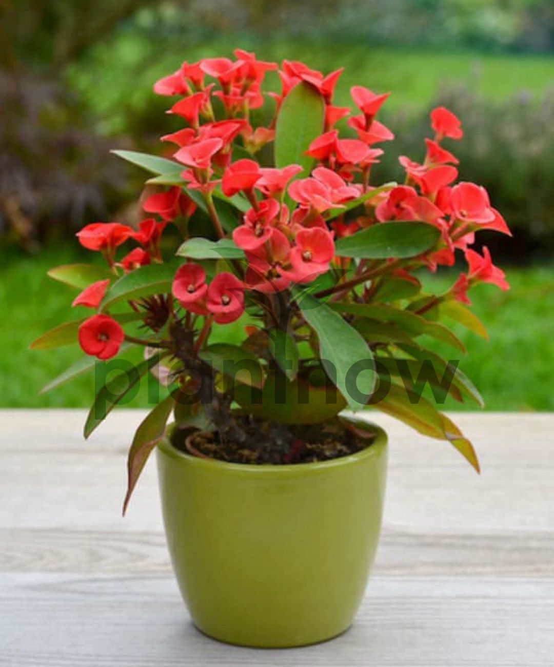 Corona de Cristo — Euphorbia milii 4