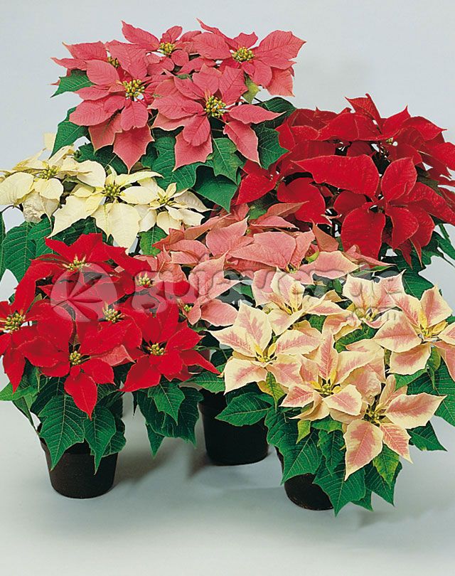 Nochebuena — Euphorbia pulcherrima