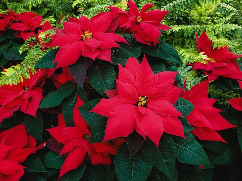 Nochebuena — Euphorbia pulcherrima 3