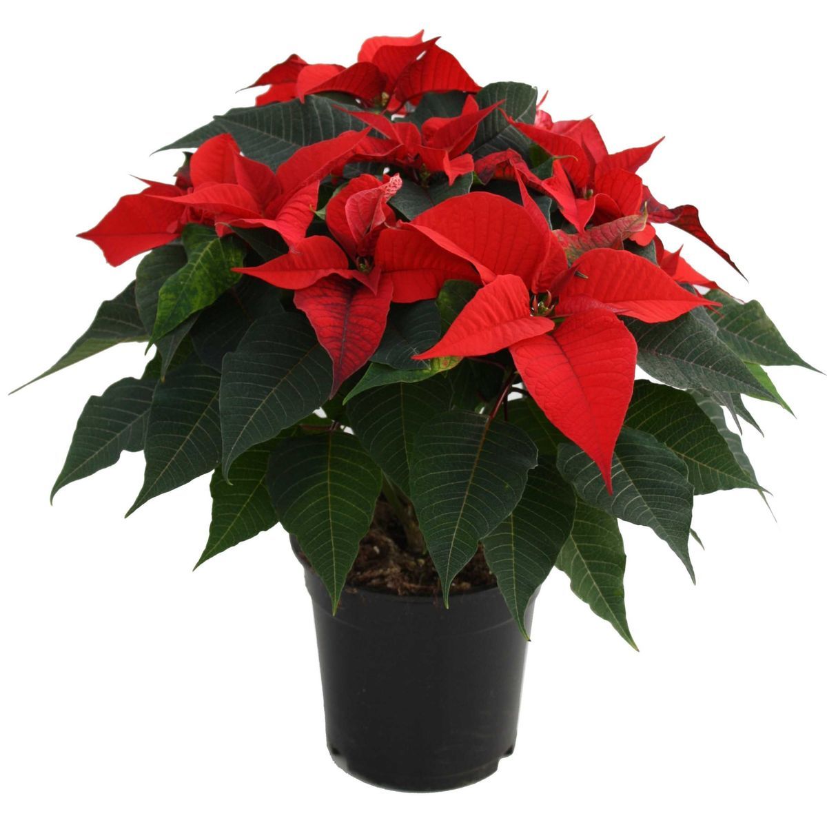 Nochebuena — Euphorbia pulcherrima 2