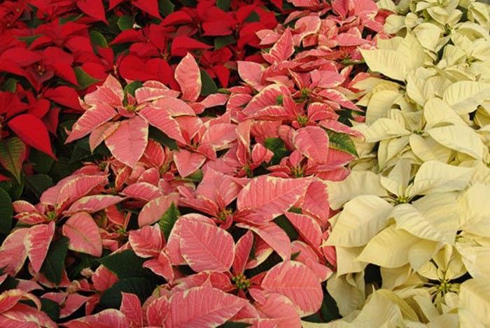 Nochebuena — Euphorbia pulcherrima 4