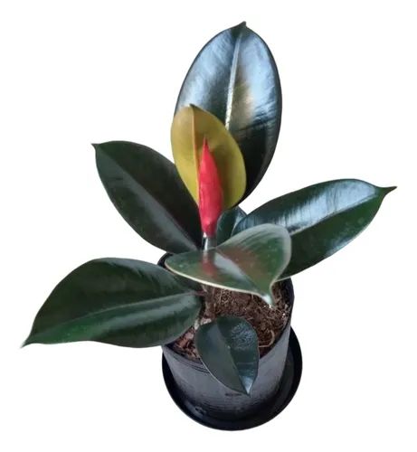 Hule Cabernet — Ficus elastica 'Cabernet' 2