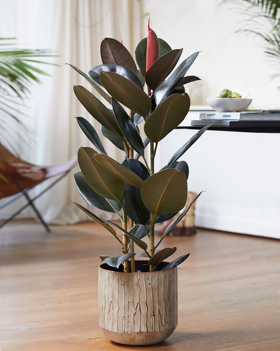 Hule Cabernet — Ficus elastica 'Cabernet' 3