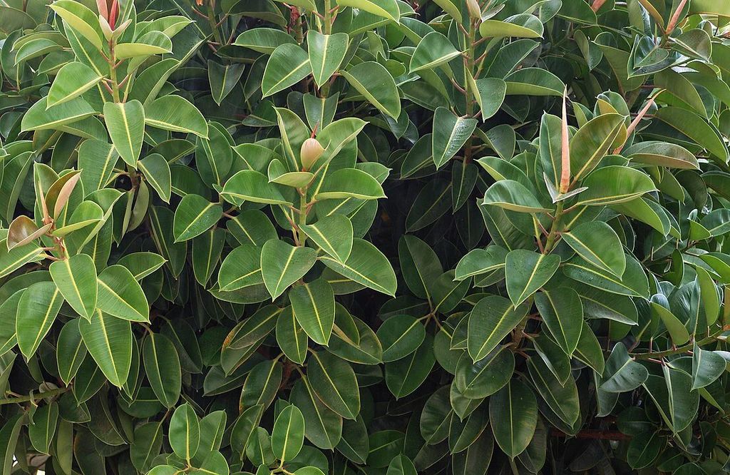 Hule Cabernet — Ficus elastica 'Cabernet' 4