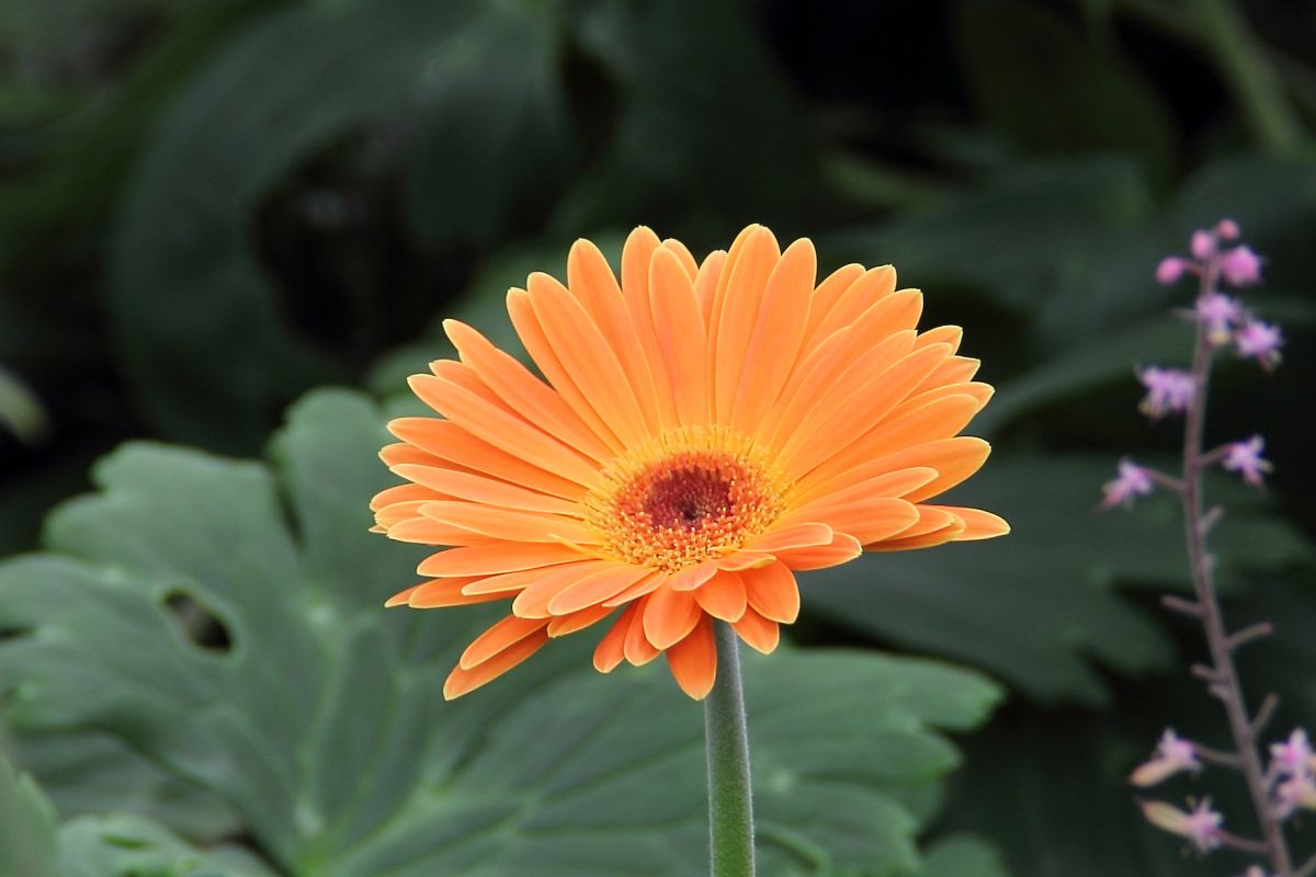 Gerbera — Gerbera jamesonii