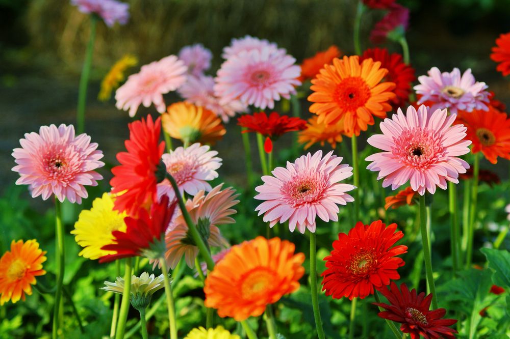 Gerbera — Gerbera jamesonii 2