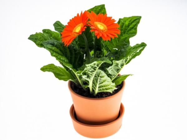 Gerbera — Gerbera jamesonii 3