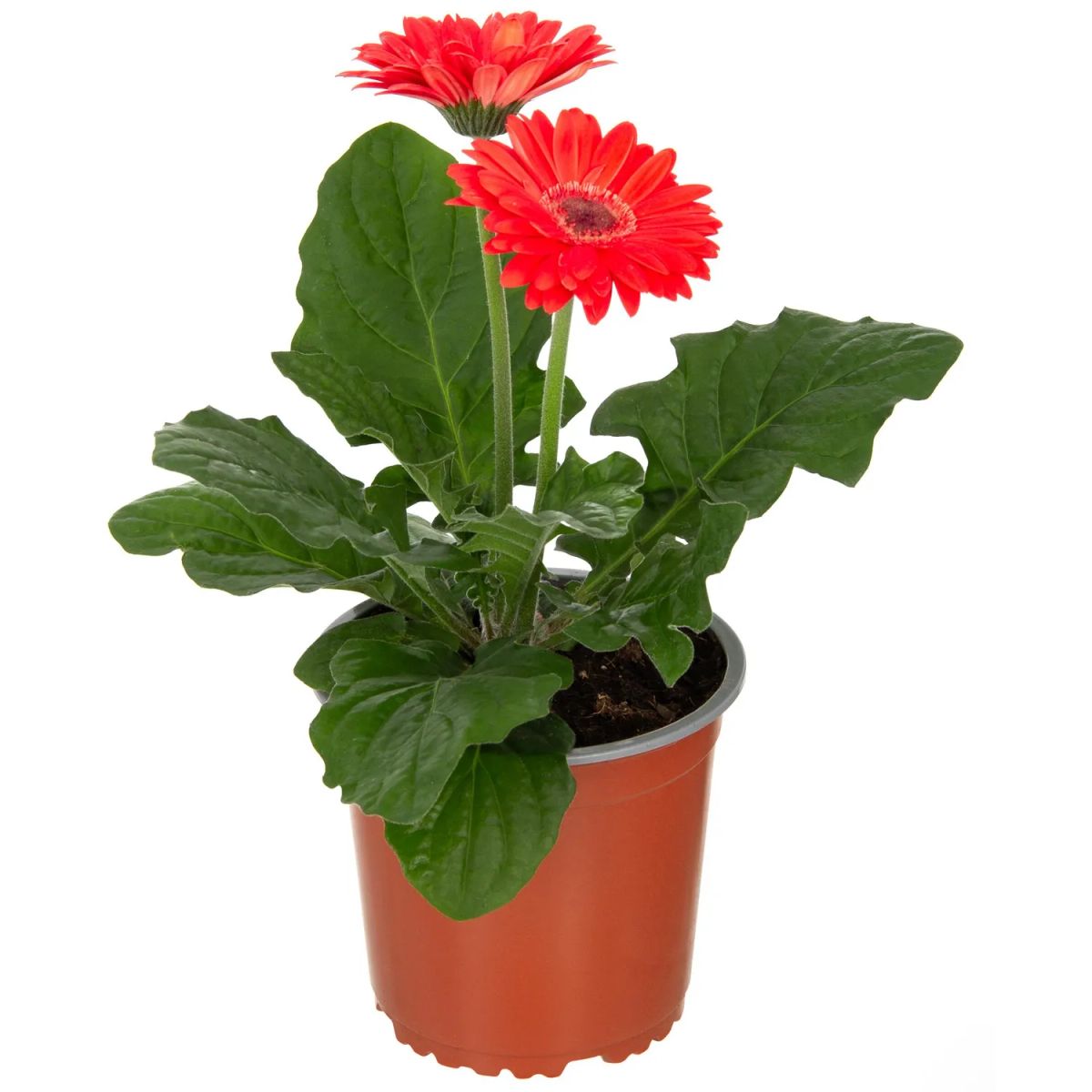 Gerbera — Gerbera jamesonii 4