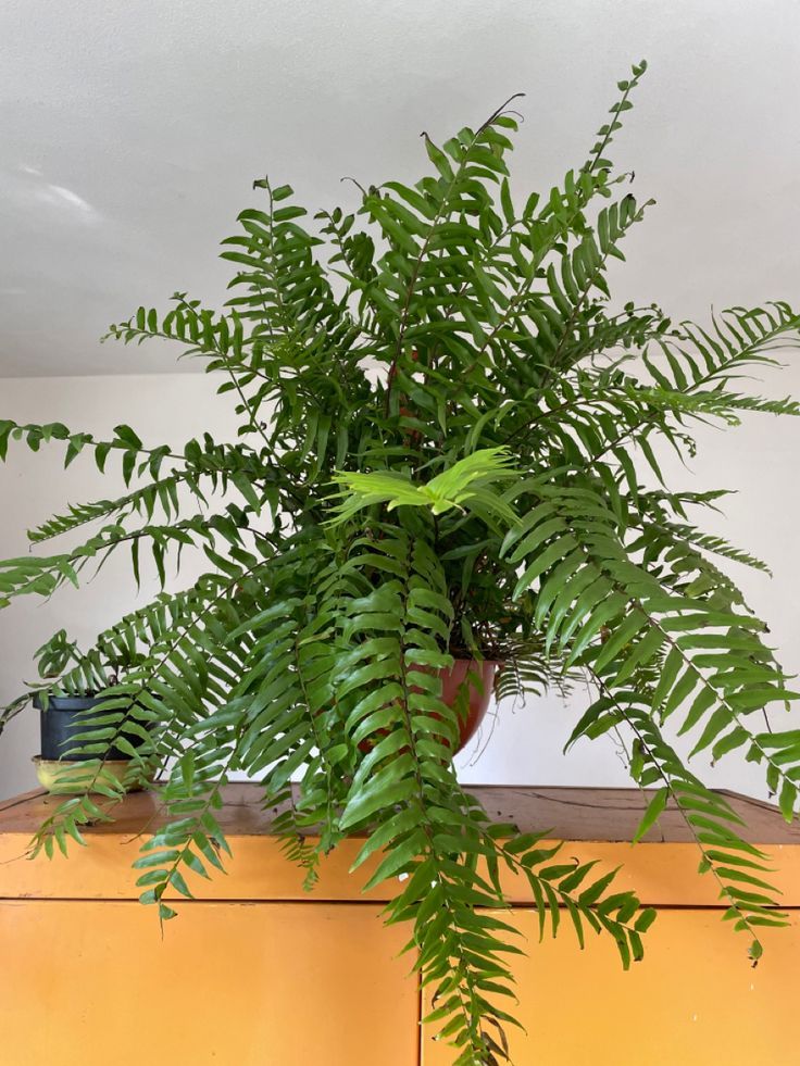 Helecho macho — Pteridium aquilinum 2