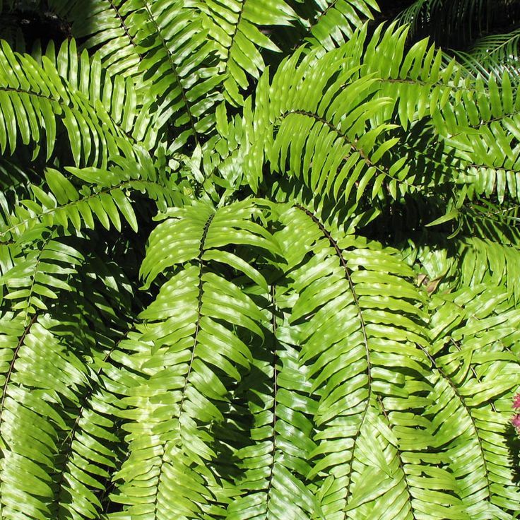 Helecho macho — Pteridium aquilinum 3