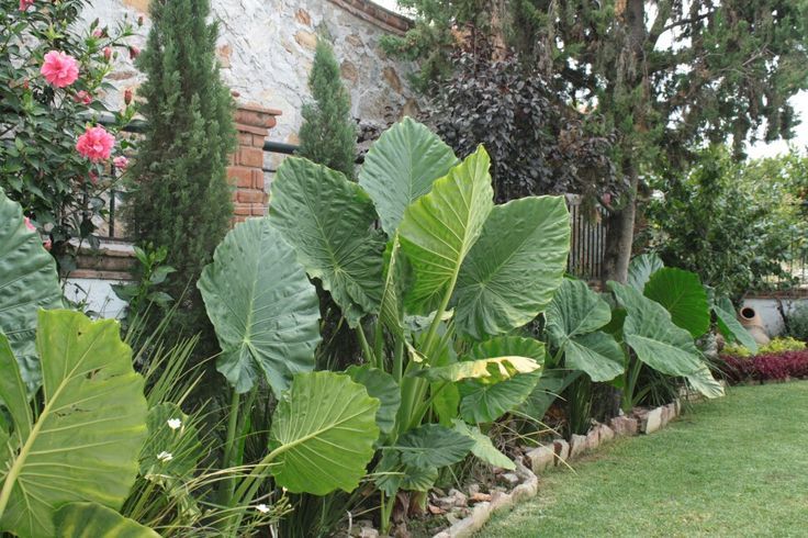 Hoja elegante — Xanthosoma robustum