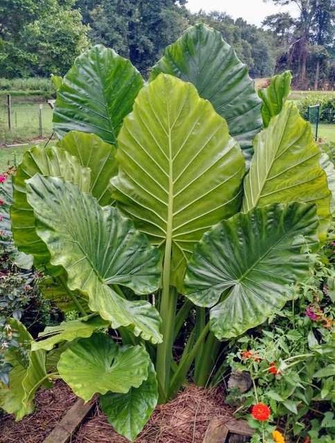 Hoja elegante — Xanthosoma robustum 2
