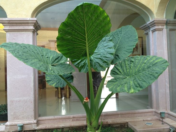 Hoja elegante — Xanthosoma robustum 3