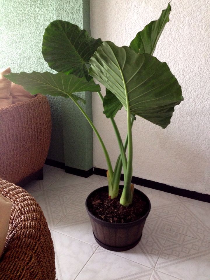Hoja elegante — Xanthosoma robustum 4